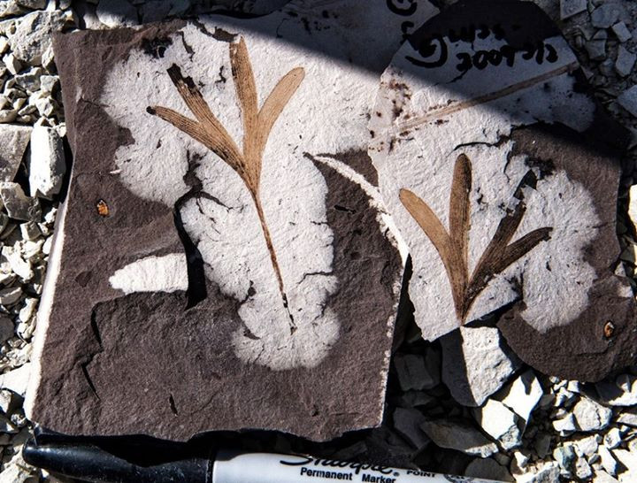 Un pariente patagónico del Ginko biloba