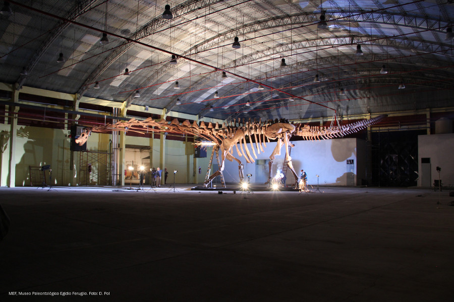 Patagotitan, the largest dinosaur in the world, will become one of the main attractions at the Field Museum in Chicago