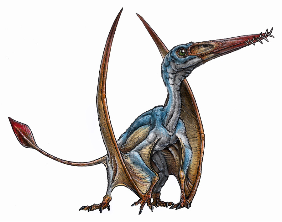 Remains of a flying reptile from the Jurassic were found in Chubut