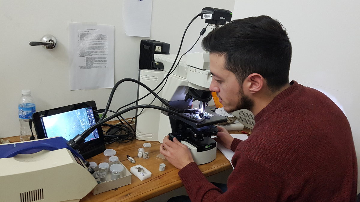 ¿De qué se alimentaban los dinosaurios? Algo más que carnívoros, herbívoros y omnívoros