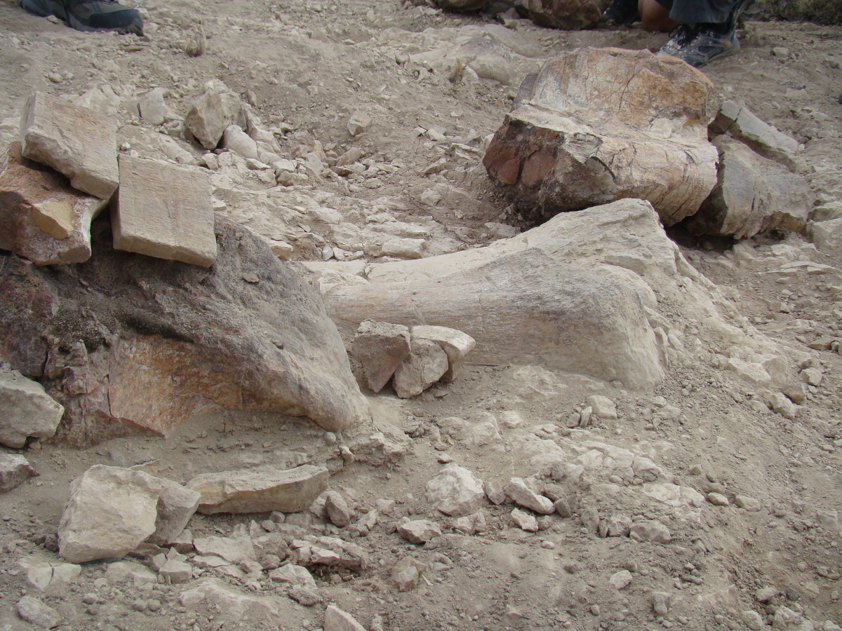 ¿Qué hago si encuentro un fósil?