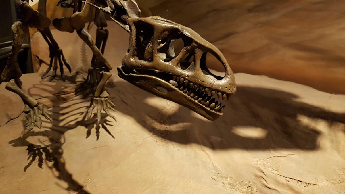 Charlas especiales en el MEF por el Día Internacional del Fósil