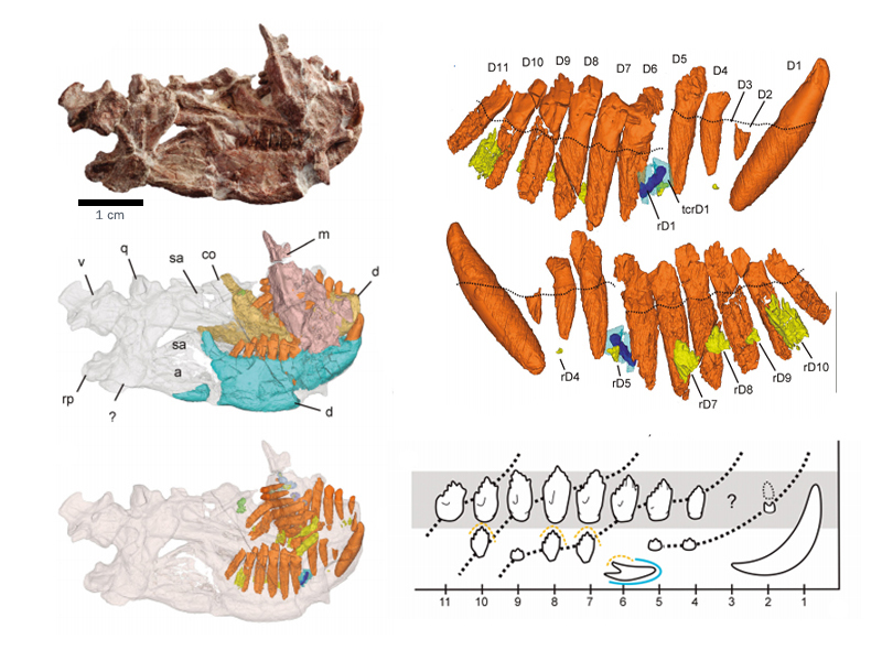 Estudian el reemplazo de dientes en un pequeño dinosaurio del Jurásico de Chubut
