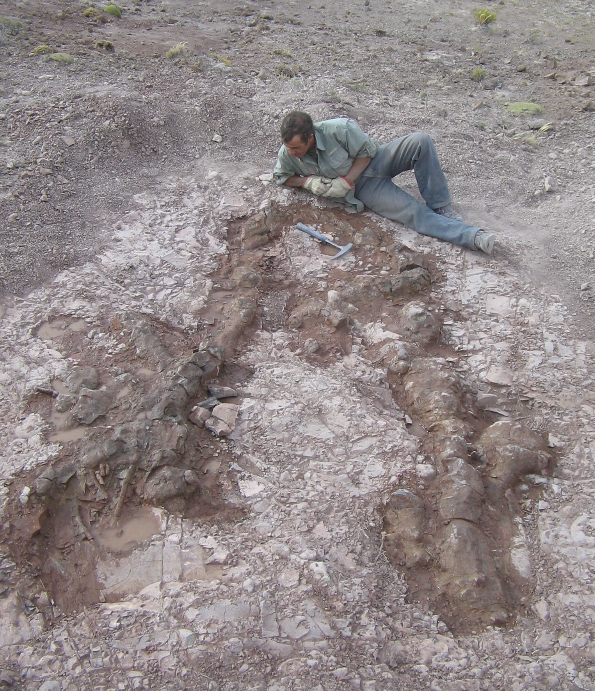 Descubren en Patagonia un yacimiento con más de 100 huevos y 80 esqueletos de dinosaurios