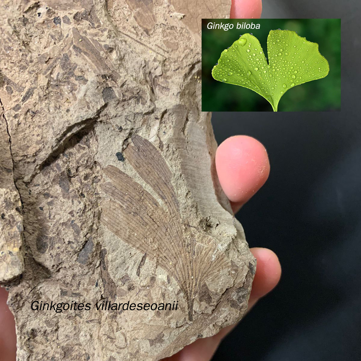 Un pariente del Ginkgo dañado por insectos