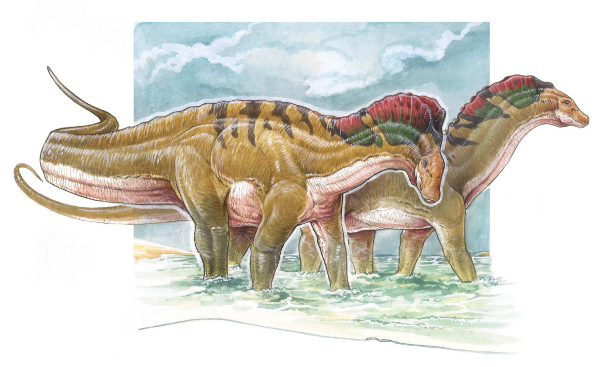 ¿Velas o cuernos? Nuevo estudio en Amargasaurus