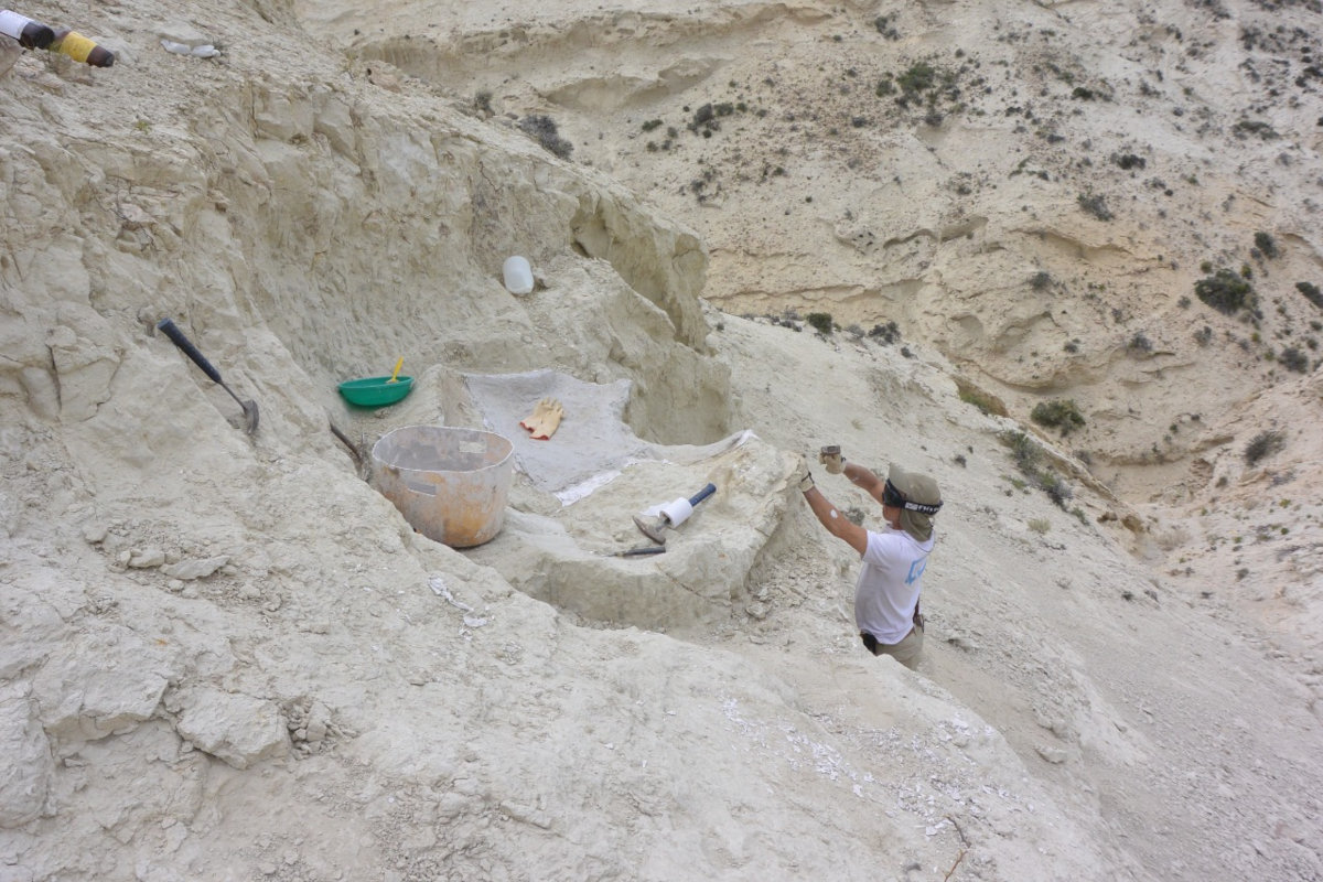 Llegan al Mef fósiles de 20 millones de años. Un traslado complejo y a paso de tortuga