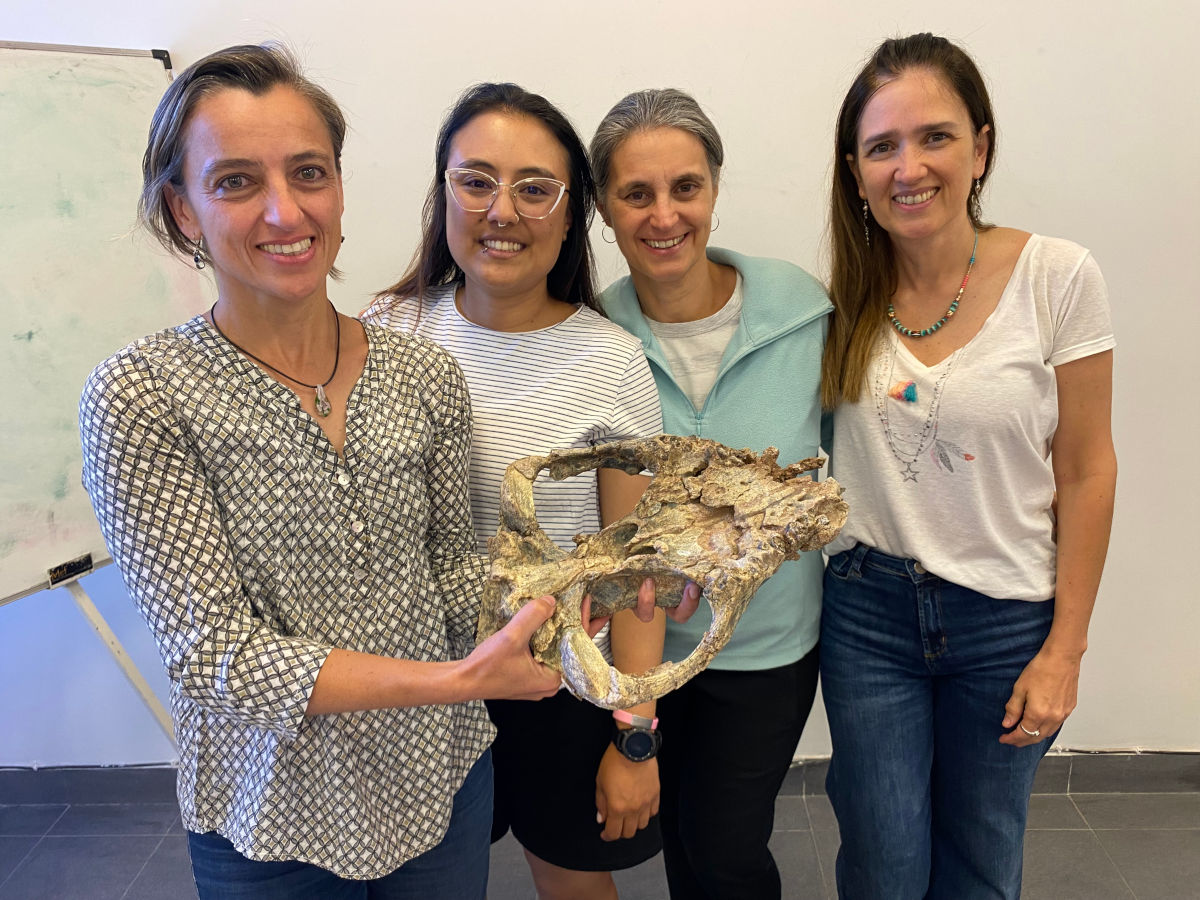 Estudian el cráneo de un enorme depredador sudamericano